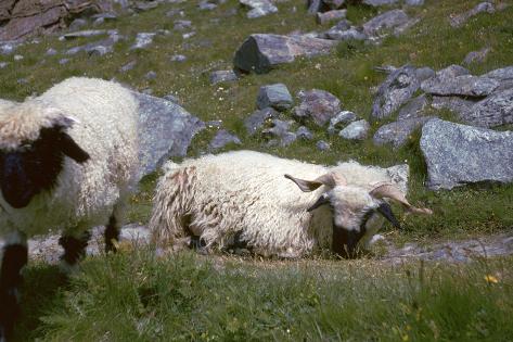 Photographic Print: Mountain sheep in Switzerland: 12x8in