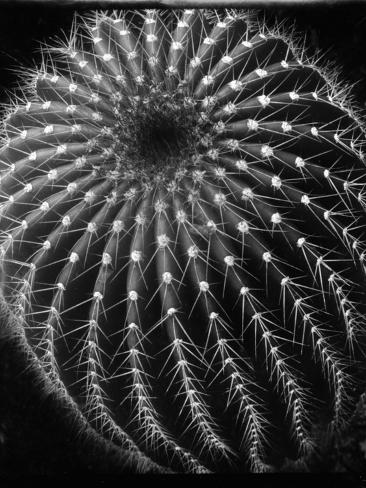 Photographic Print: Cactus, Santa Barbara, 1931 by Brett Weston: 12x9in