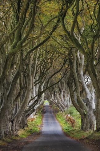 Photographic Print: The Dark Hedges in County Antrim, Northern Ireland by Chuck Haney: 12x8in