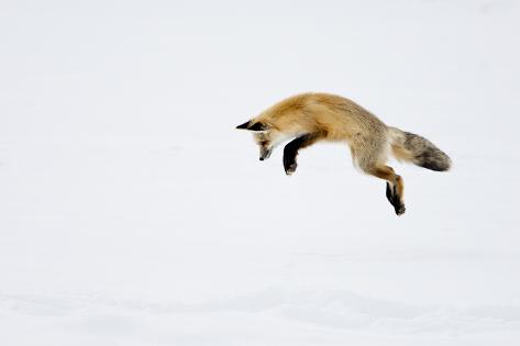 Photographic Print: USA, Yellowstone National Park, Wyoming. A red fox leaps for his prey hiding under the snow. by Deborah Winchester: 12x8in