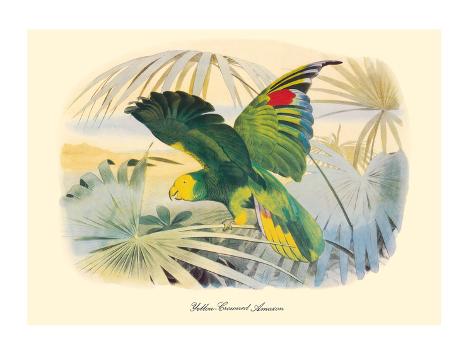 Premium Giclee Print: Yellow-Crowned Amazon Parrot (Amazona ochrocephala) by Edouard Travies: 18x24in