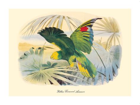 Premium Giclee Print: Yellow-Crowned Amazon Parrot (Amazona ochrocephala) by Edouard Travies: 12x16in