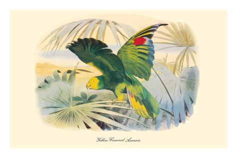 Premium Giclee Print: Yellow-Crowned Amazon Parrot (Amazona ochrocephala) by Edouard Travies: 24x36in