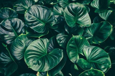 Photographic Print: Tropical Leaf, Dark Green Lush Foliage in Rainforest, Nature Background: 24x16in