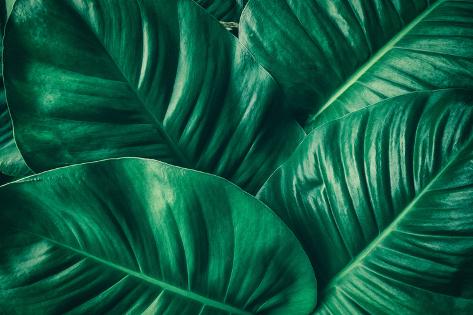 Photographic Print: Tropical Leaf, Large Foliage, Abstract Green Texture, Nature Background: 24x16in