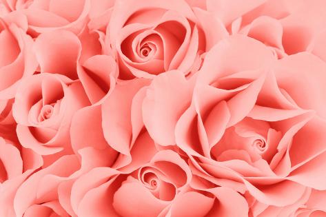 Photographic Print: Floral Background of Blooming Roses, Living Coral Color - Color of the 2019 Year, Close-Up: 24x16in