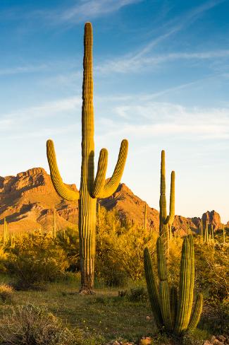 Photographic Print: Saguaro at Sunset at Organ Pipe Cactus National Monument, Arizona, USA: 24x16in