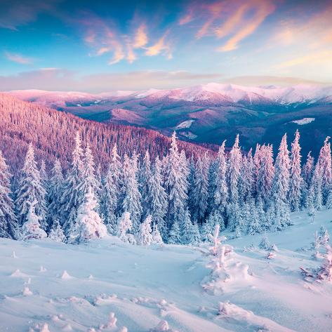 Photographic Print: Fantastic Winter Sunrise in Carpathian Mountains with Snow Cowered Trees. Colorful Outdoor Scene, H: 16x16in