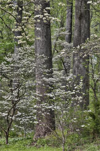Photographic Print: Blooming white dogwood amongst the hardwood tree. Mt. Cuba Center, Hockessin, Delaware by Darrell Gulin: 12x8in