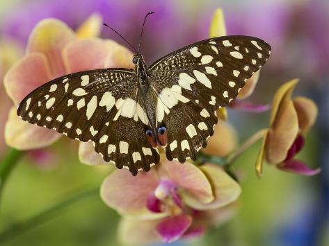 Photographic Print: Moth orchid, Phalaenopsis and the orchard butterfly, Papilio demodocus by Darrell Gulin: 12x9in
