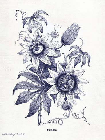 Art Print: Indigo Botanical I by Gwendolyn Babbitt: 12x9in