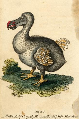 Photographic Print: Dodo by Harrison Cluse: 12x8in