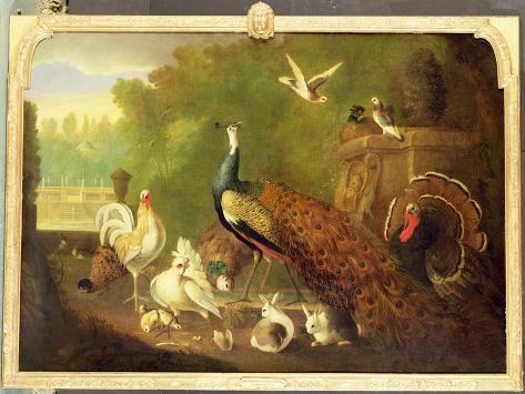 Giclee Print: A Peacock, Turkey and Other Birds in an Ornamental Garden by Marmaduke Cradock: 12x9in