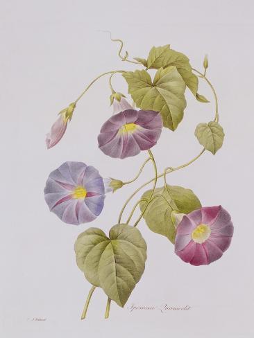 Giclee Print: Ipomoea Violacea (Morning Glory) by Pierre-Joseph Redouté : 12x9in
