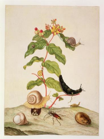Giclee Print: No.1146C Hypericum Baxiforum with Snails and a Beetle, 1695 by Maria Sibylla Graff Merian: 12x9in