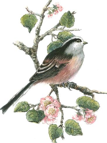 Giclee Print: Long Tailed Tit and Cherry Blossom by Nell Hill: 12x9in