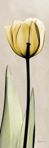 Art Print: Tulip Moment by Albert Koetsier: 24x8in