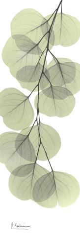 Art Print: Eucalyptus Branch Down by Albert Koetsier: 24x8in