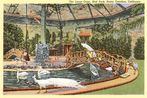 Art Print: Bird Park with White Peacocks, Catalina: 18x12in