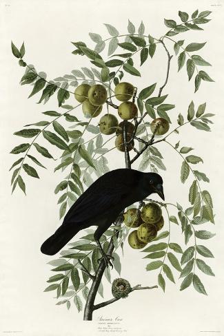 Giclee Print: American Crow: 18x12in