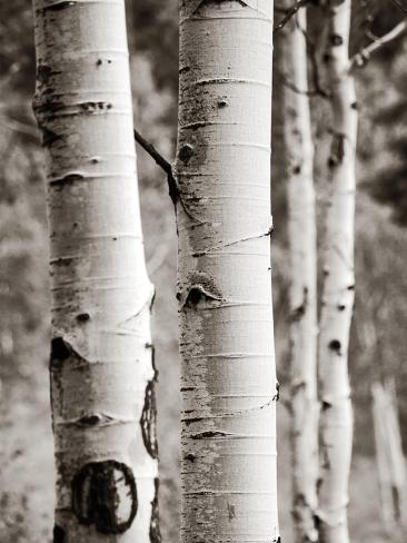 Art Print: Aspens I by Debra Van Swearingen: 12x9in