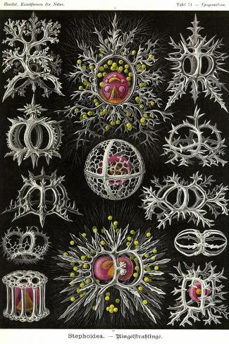 Art Print: Stephoidea by Ernst Haeckel: 18x12in