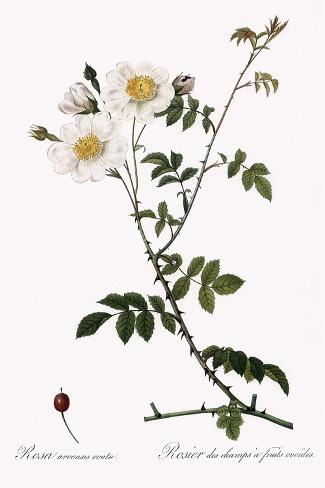 Giclee Print: Ovoid-Fruited Field Rose, Rosa Arvensis Ovata by Pierre Joseph Redoute: 18x12in