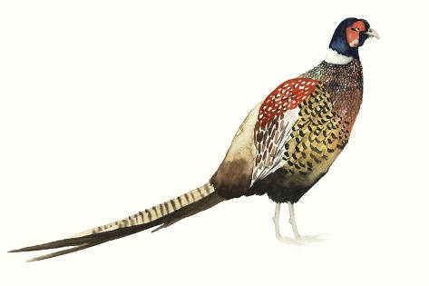 Art Print: Watercolor Pheasant I by Grace Popp: 18x12in