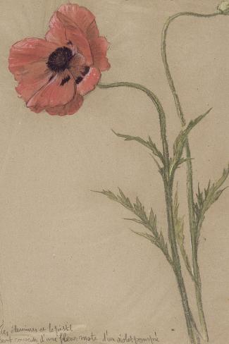 Giclee Print: Etude d'un coquelicot by Théophile Alexandre Steinlen: 18x12in