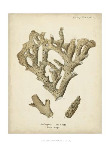 Art Print: Coral Collection IV by Johann Esper: 12x9in