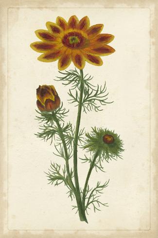 Art Print: Vibrant Botanicals I: 18x12in