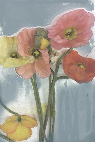 Art Print: Poppy Spray II by Jennifer Goldberger: 18x12in