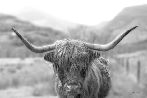 Photographic Print: Scottish Highland Cattle III Neutral Crop by Alan Majchrowicz: 12x8in