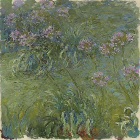 Giclee Print: Agapanthus by Claude Monet: 12x12in
