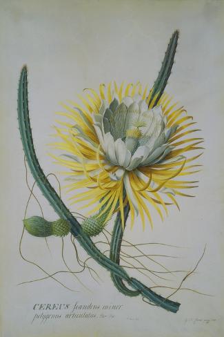 Giclee Print: Cereus Cactus, A Botanical Illustration by Georg Dionysius Ehret: 18x12in