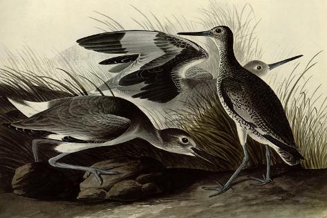 Giclee Print: Willets by John James Audubon: 18x12in
