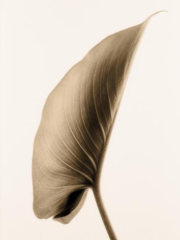 Art Print: Alocasia 1 by Julie Greenwood: 12x9in