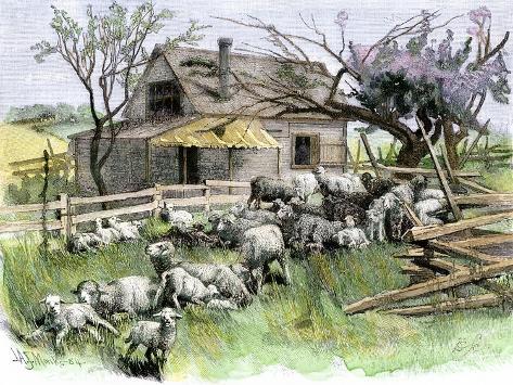 Giclee Print: Sheep Near a Cottage in West Rutland, Vermont, c.1880: 12x9in