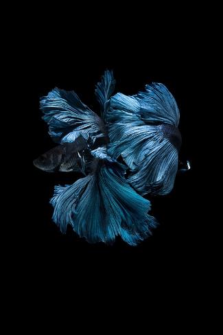 Photographic Print: Blue Betta by Incado: 12x8in