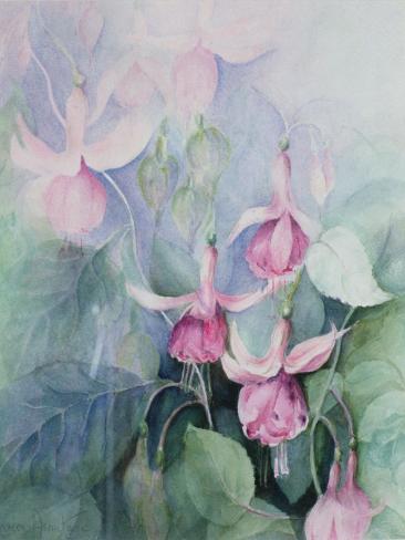 Giclee Print: Fuschia, Pink Coachman by Karen Armitage: 12x9in