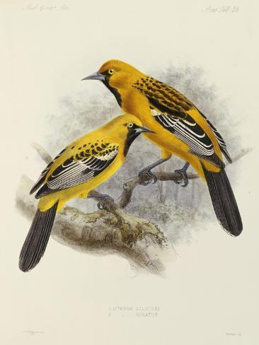 Giclee Print: Hand-Coloured Lithograph from Fauna, Flora and Archaeology of Central America by J.G. Keulemans: 12x9in