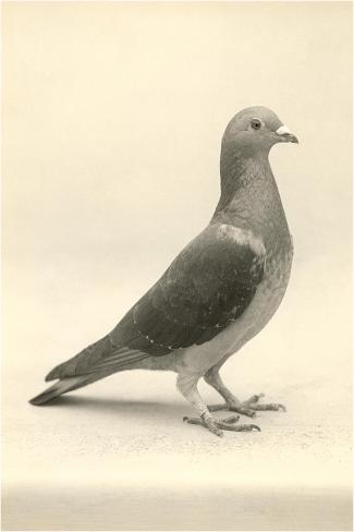 Art Print: Homing Pigeon: 18x12in