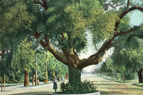 Art Print: Pasadena, California - A Live Oak Tree on Orange Grove Avenue by Lantern Press: 18x12in