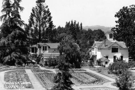 Art Print: Santa Rosa, California - View of a Burbank Garden by Lantern Press: 18x12in