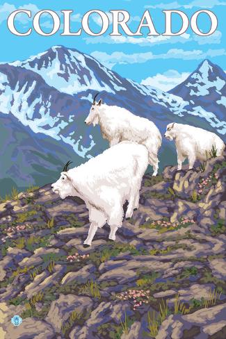 Art Print: White Mountain Goat Family - Colorado by Lantern Press: 18x12in