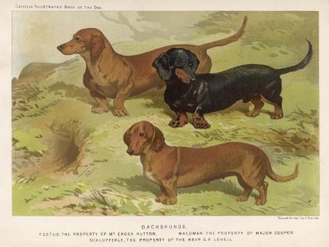 Art Print: Three Varieties of Dachshund, Smooth Red and Black-And-Tan by Vero Shaw: 12x9in