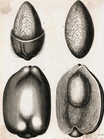 Giclee Print: Engraving of Different Views of a Cocoa Fruit: 12x9in