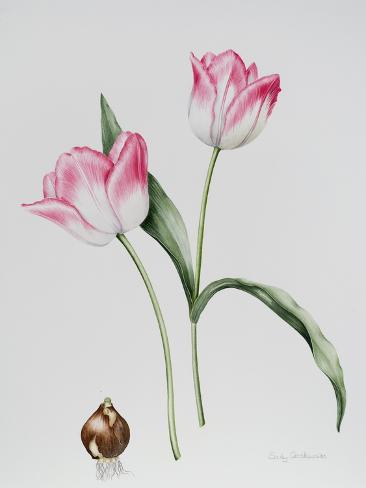 Giclee Print: Tulip Meissner Porcellan with Bulb by Sally Crosthwaite: 12x9in