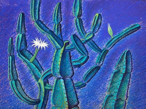 Giclee Print: Cereus Cactus, South Africa, 1948 by Isabel Alexander: 12x9in