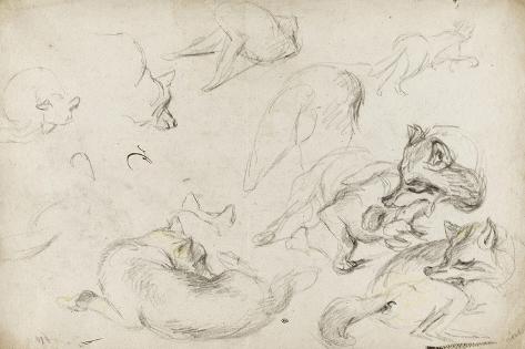 Giclee Print: Etude de loups by Pieter Boel: 18x12in